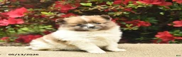Pomeranian dogs for sale: Blaze  - Ad 1