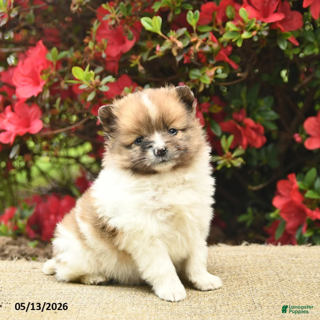 Pomeranian dogs for sale: Blaze  - Ad 1