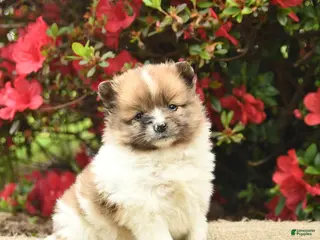 Pomeranian dogs for sale: Blaze - Ad 1