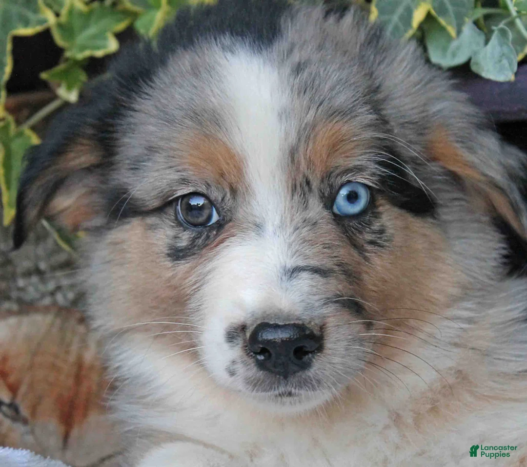 Australian Shepherd dogs for sale: Tiffany - Ad 2