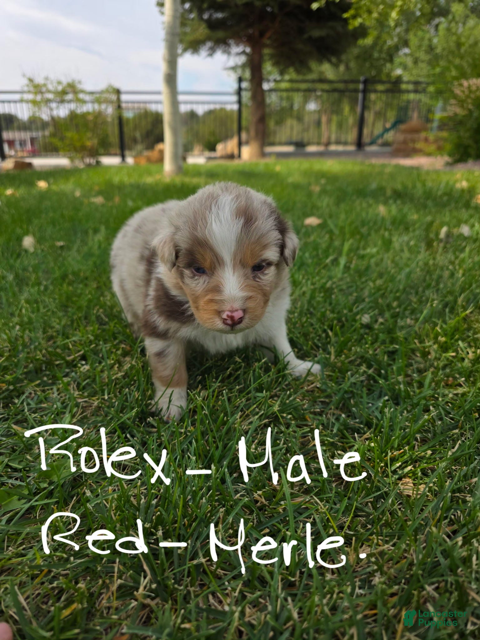 Australian Shepherd dogs Rolex Red Merle - Ad 1