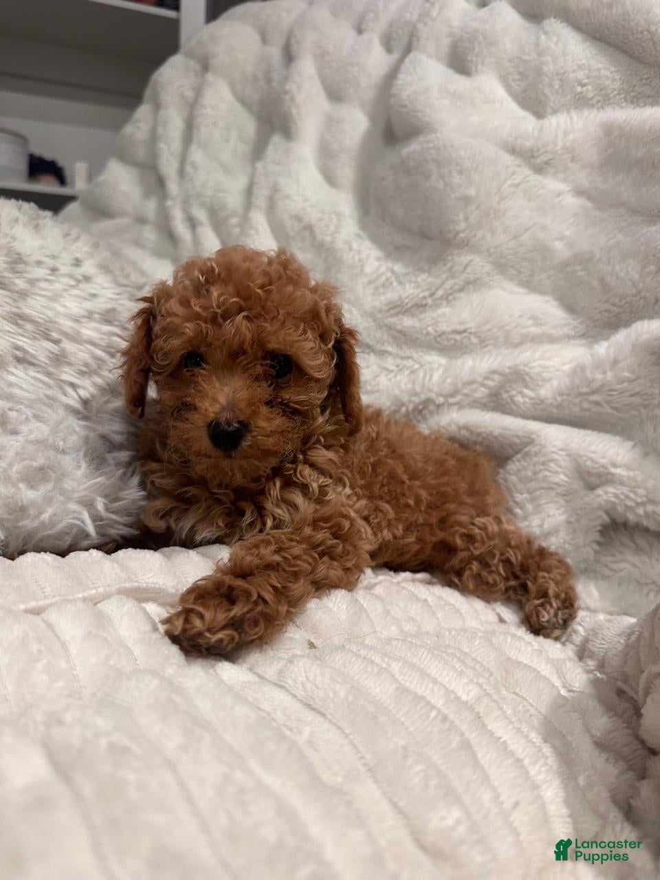 Toy Poodle dogs Tiny Ziggy- AKC POTTY & CRATE  TRAINED GENETICALLY HEALTH TESTED PARENTS - Ad 2
