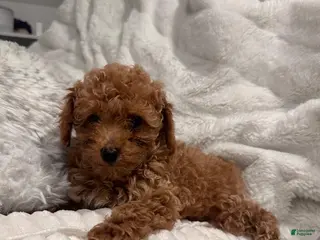 Toy Poodle dogs Tiny Ziggy- AKC POTTY & CRATE TRAINED GENETICALLY HEALTH TESTED PARENTS - Ad 2