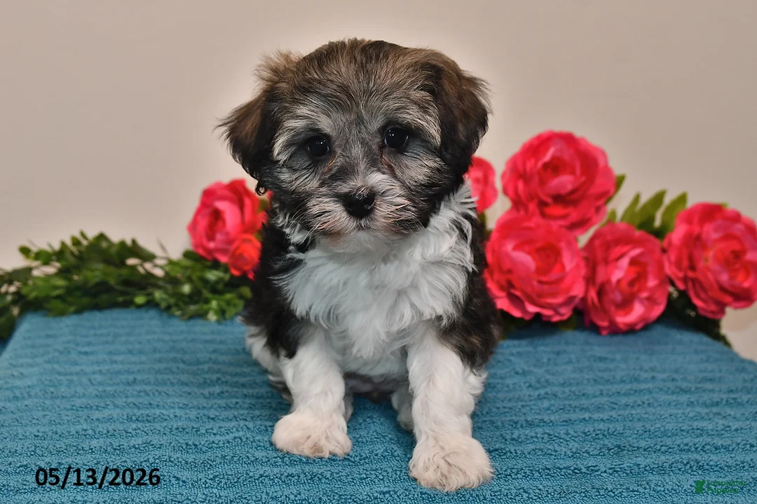 Havanese dogs for sale: Chloe - Ad 5