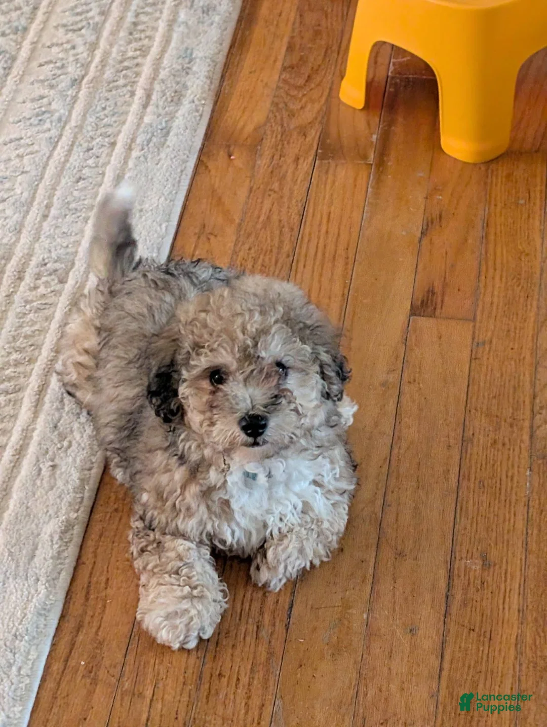 Bichpoo dogs for sale: Milo - Ad 2