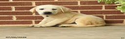Labrador Retriever dogs for sale: Bobby - Ad 3