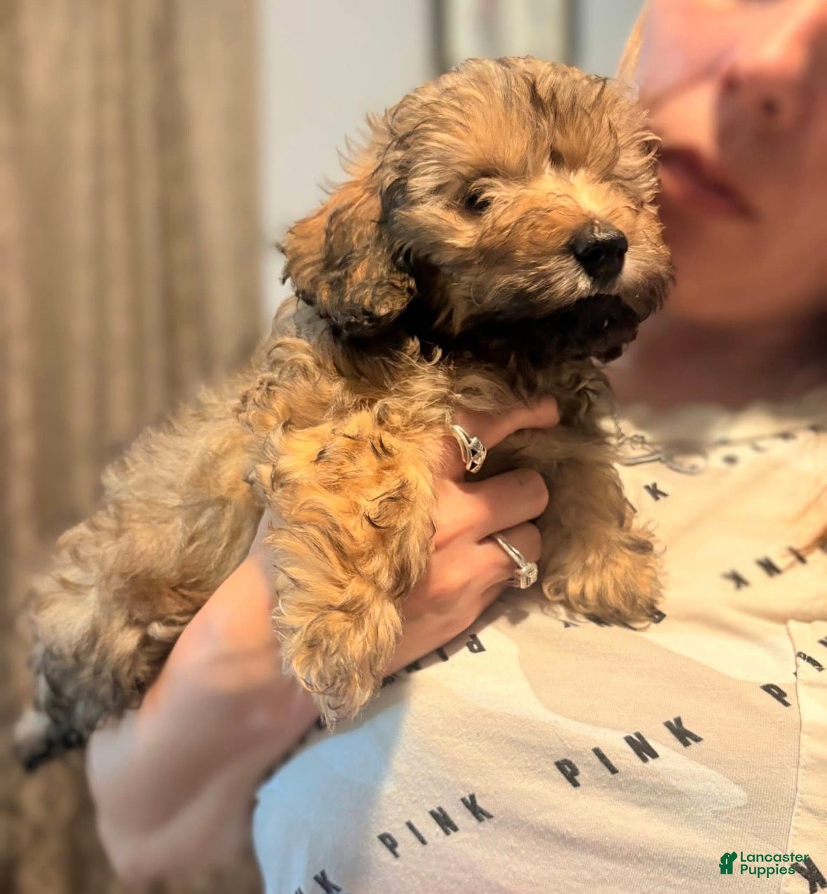 Doxiepoo dogs Doxiepoo 2 - Ad 6