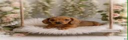 Miniature Dachshund dogs for sale: Luciano    1.12lbs on 6/30 - Ad 3