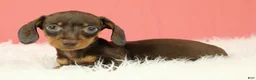Miniature Dachshund dogs for sale: Scarlett 🌹 - Ad 4
