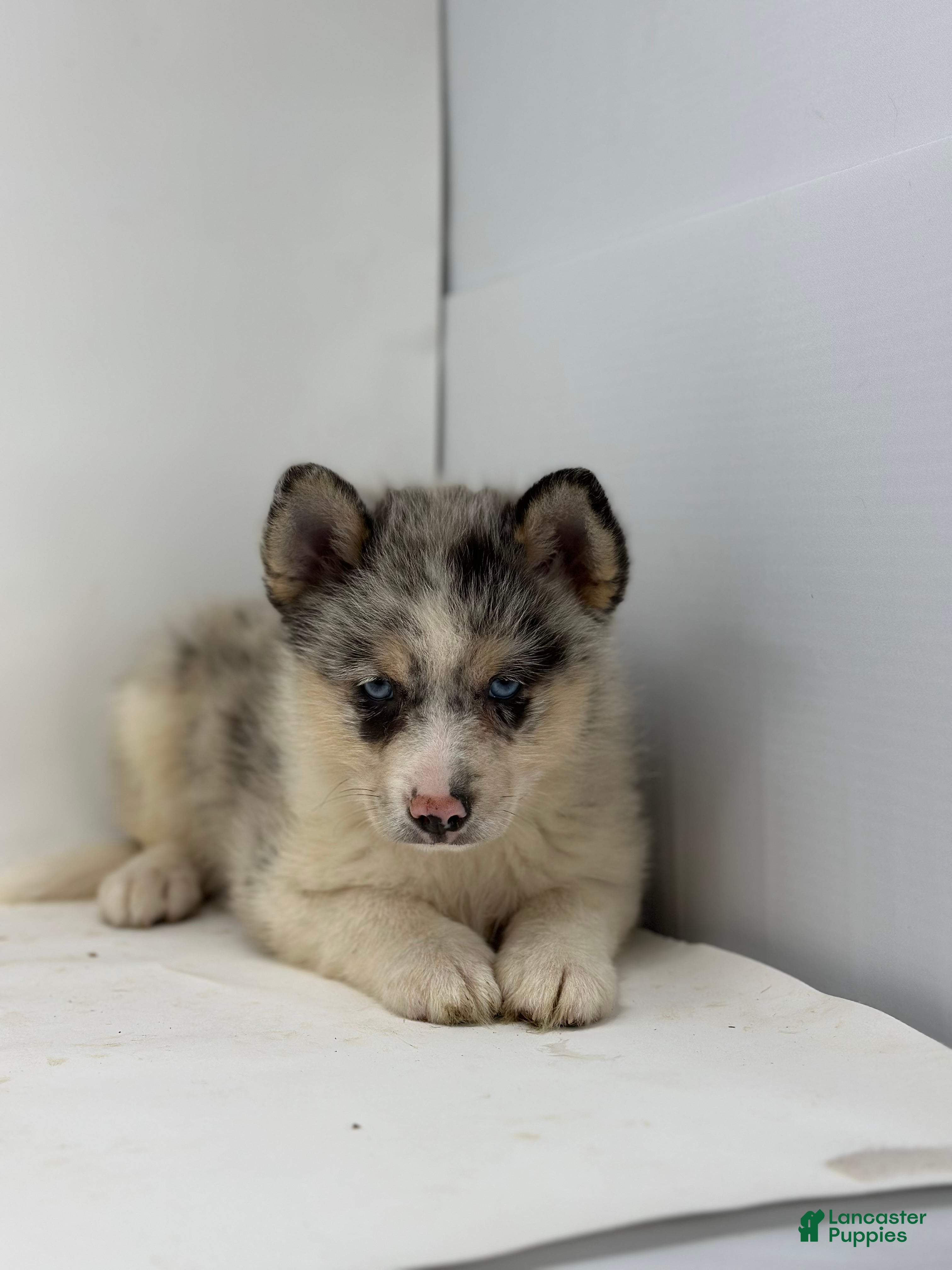 Pomsky dogs Travis - Ad 2