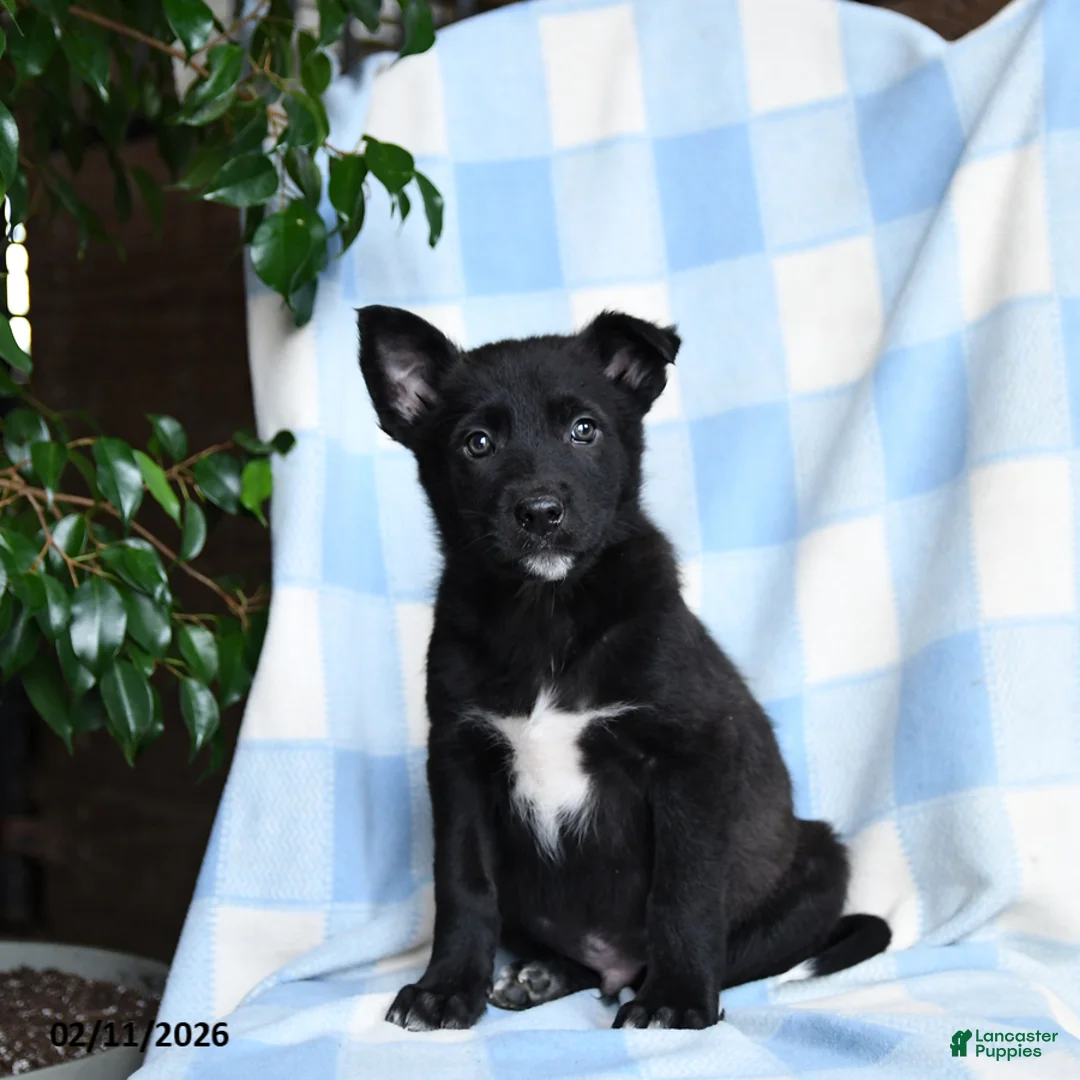Mixed Breed dogs for sale: Blue - Ad 1