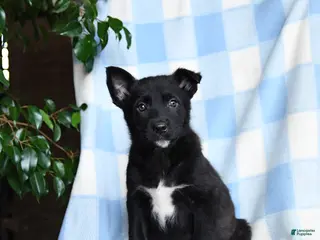 Mixed Breed dogs Blue - Ad 36