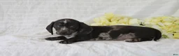 Dachshund dogs for sale: Winston - Ad 2