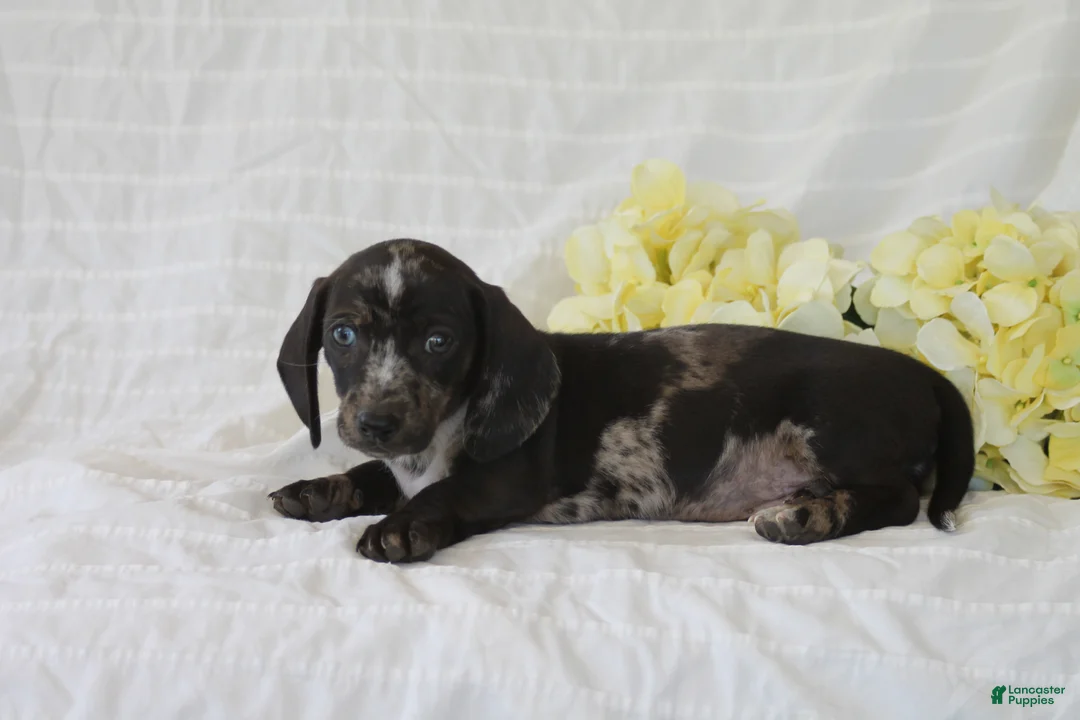 Dachshund dogs for sale: Winston - Ad 2