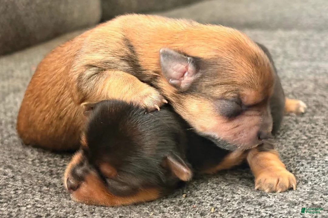 Chorkie dogs for sale: Chorkie Puppy 1 - Ad 1
