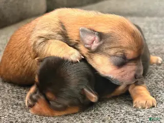 Chorkie dogs Chorkie Puppy 1 - Ad 2