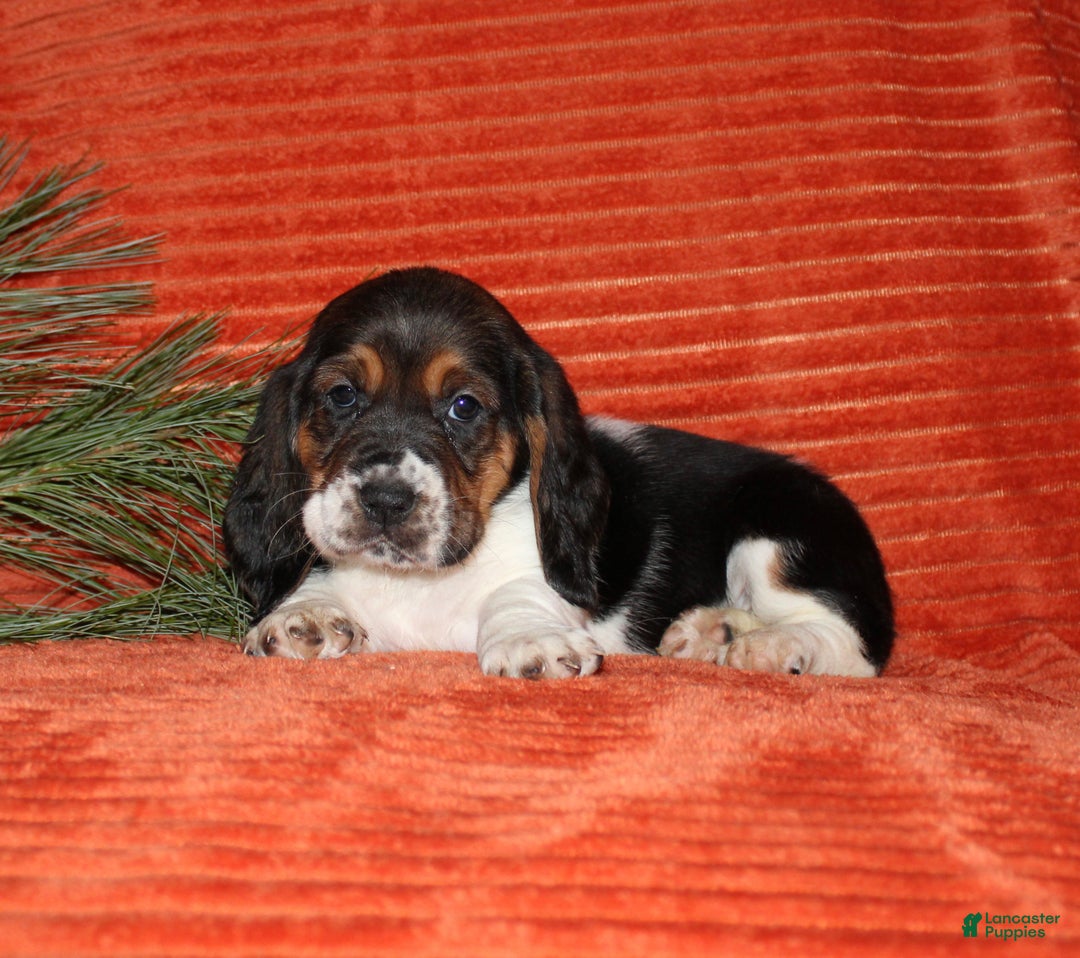 Basset Hound dogs for sale: Silvester - Ad 2