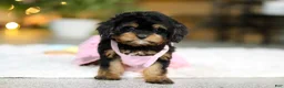 Cavapoo dogs for sale: Callie - Ad 10