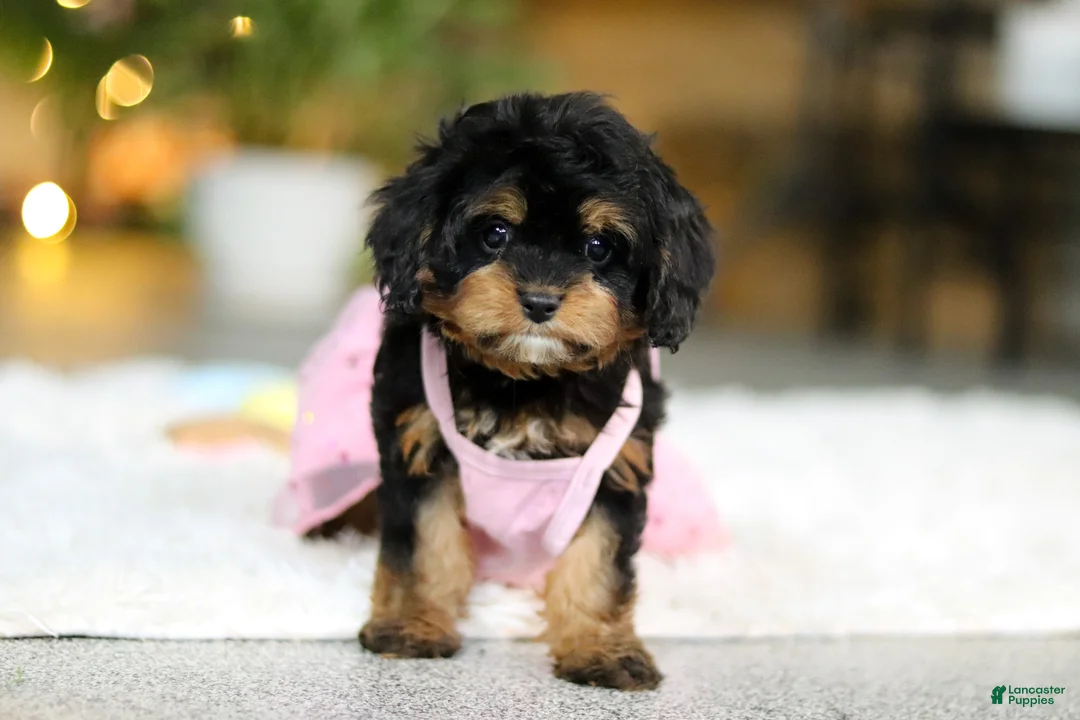 Cavapoo dogs for sale: Callie - Ad 10