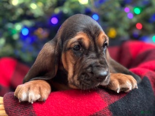 Basset Hound dogs Jovie - Ad 24