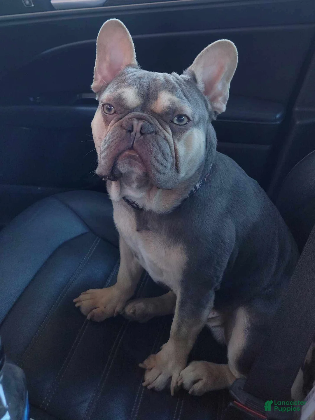 French Bulldog dogs for sale: Lilac Beauty - Ad 10