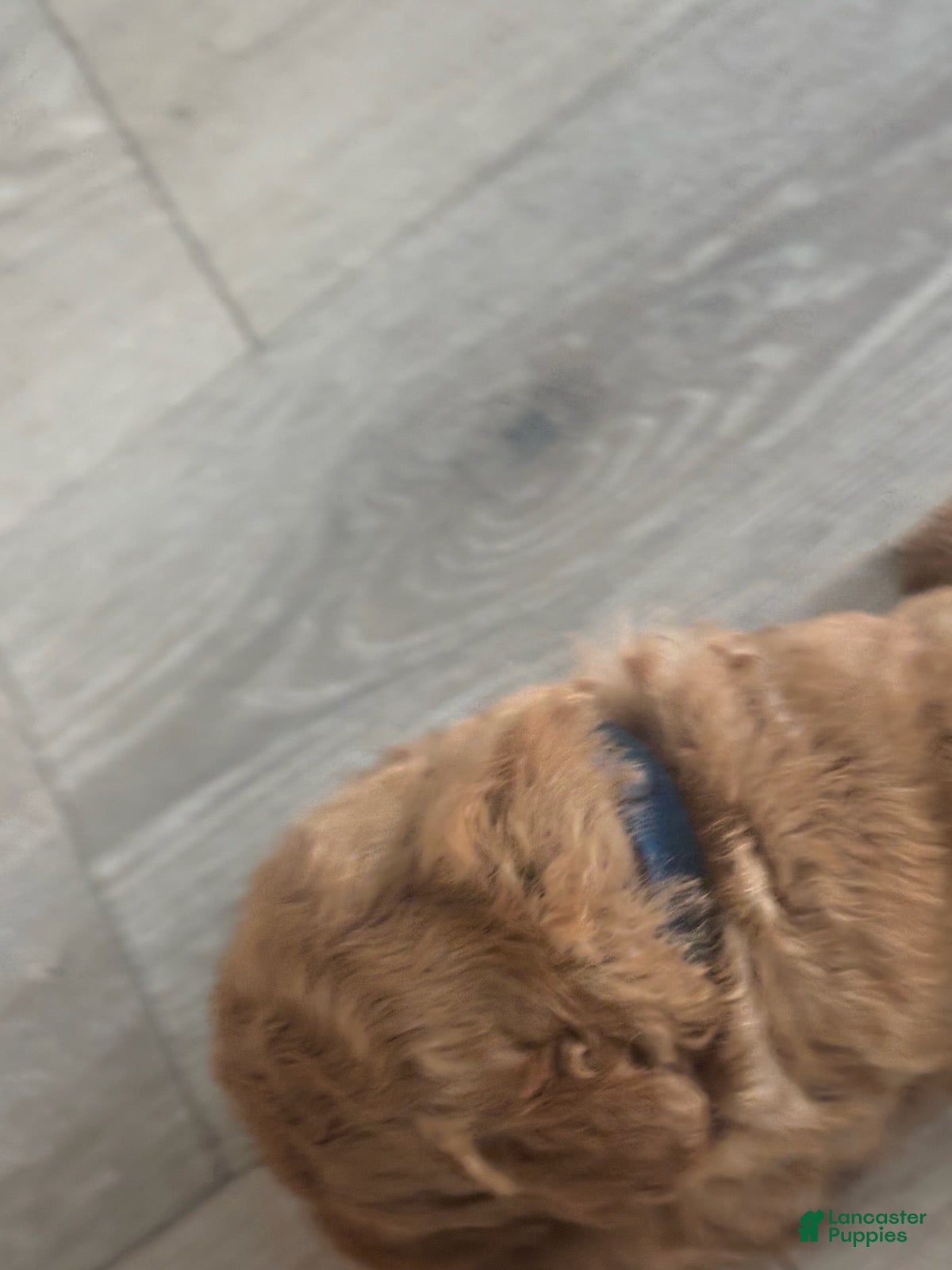Goldendoodle dogs Boy 5 - Ad 6