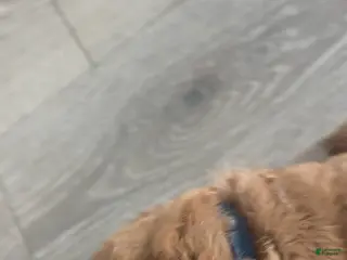 Goldendoodle dogs Boy 5 - Ad 6