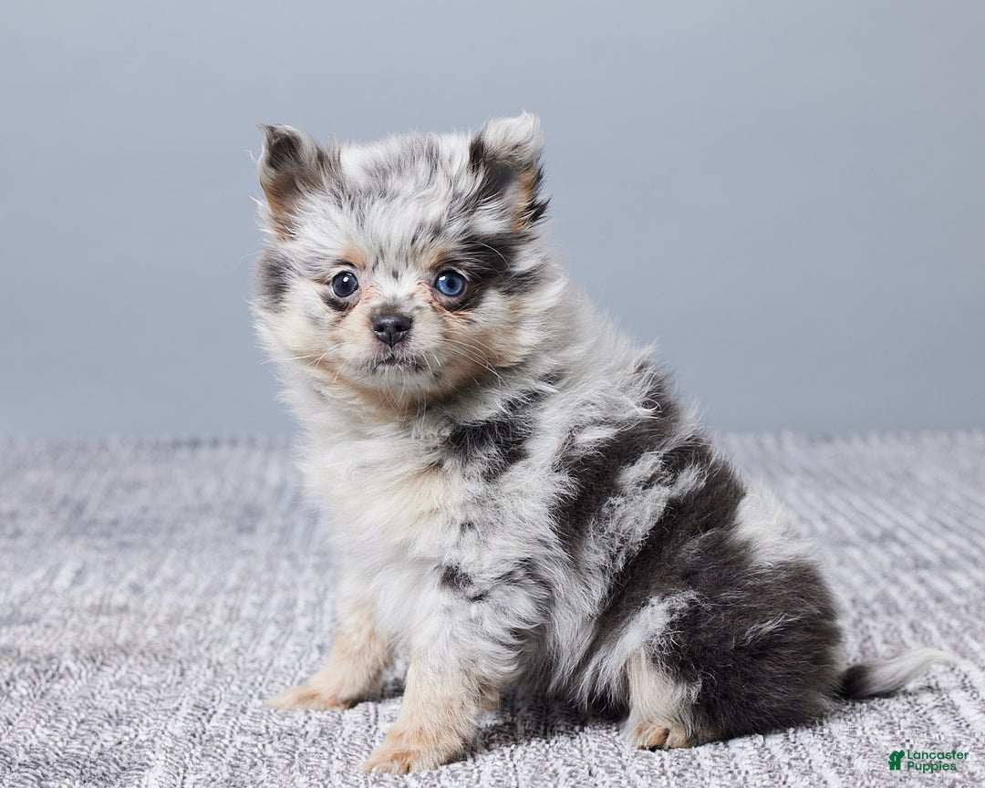 Pomeranian dogs for sale: Sherry - Ad 2