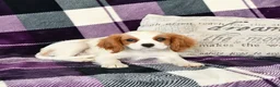 Cavalier King Charles Spaniel dogs for sale: Percy - Ad 3