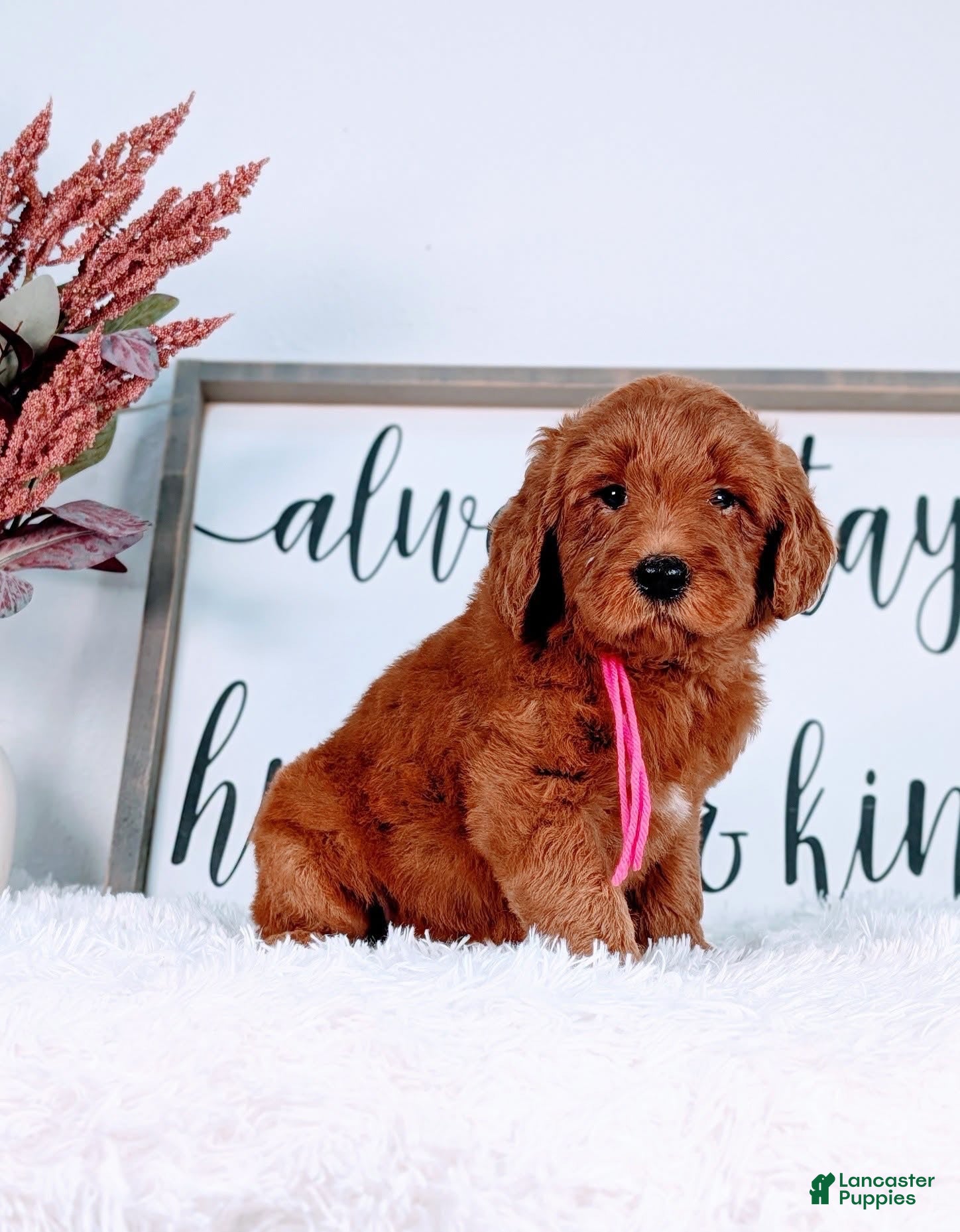 Goldendoodle dogs Remy - Ad 2