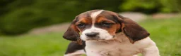 Basset Hound dogs for sale: Marlowe - Ad 3