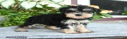Miniature Schnauzer dogs for sale: Sheila - Ad 1