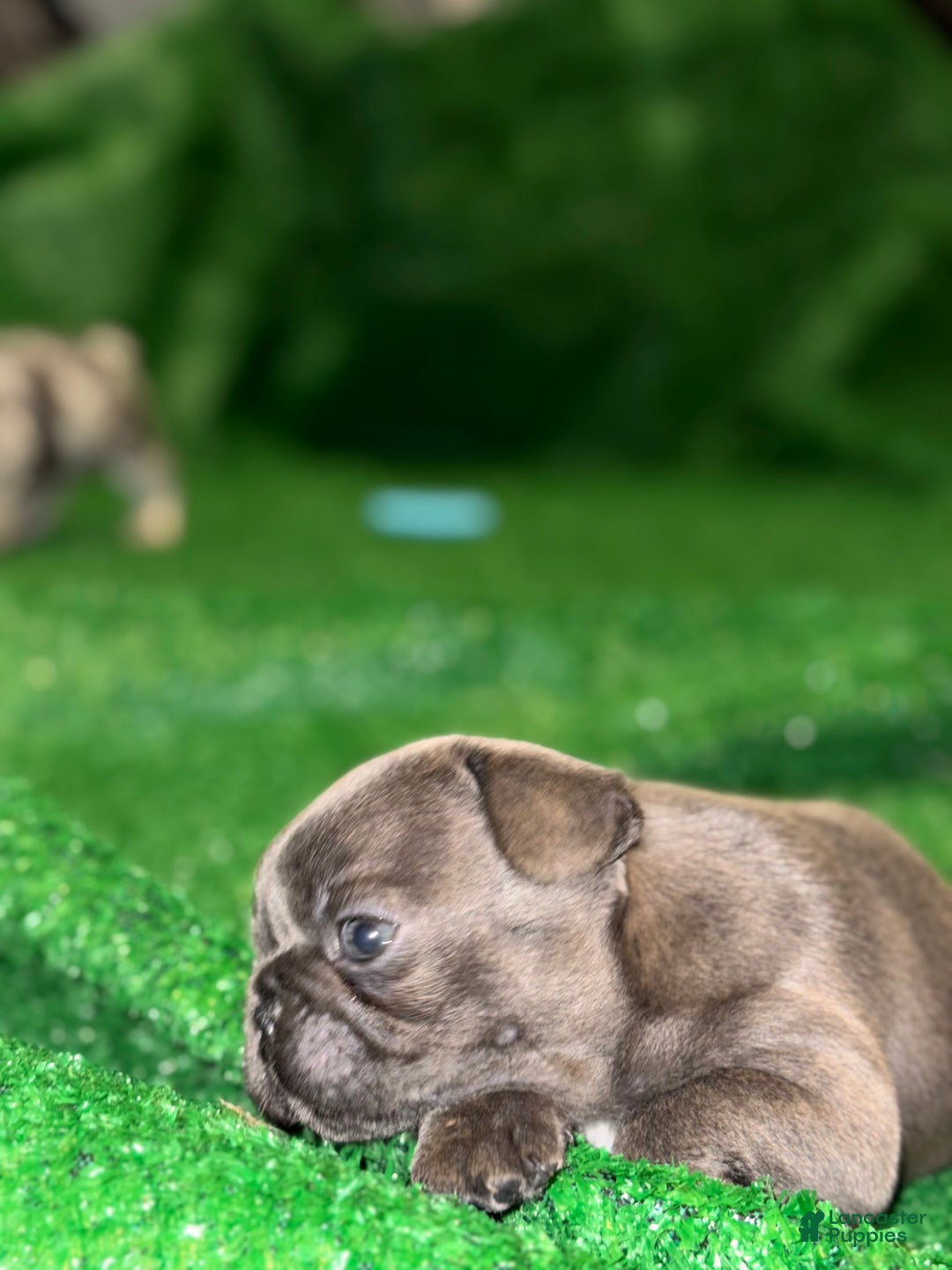 French Bulldog dogs for sale: French Bulldog Puppy 3 - Ad 5