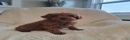 Miniature Poodle dogs for sale: Lucky - Ad 1