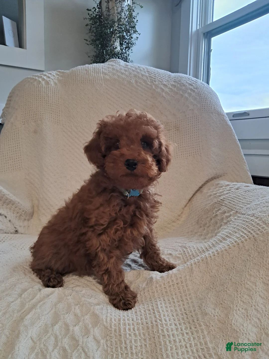 Miniature Poodle dogs for sale: Lucky - Ad 1