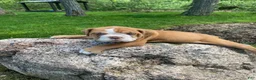 Mixed Breed dogs for sale: Princess - Ad 4