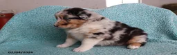 Australian Shepherd dogs for sale: Dora - Ad 5