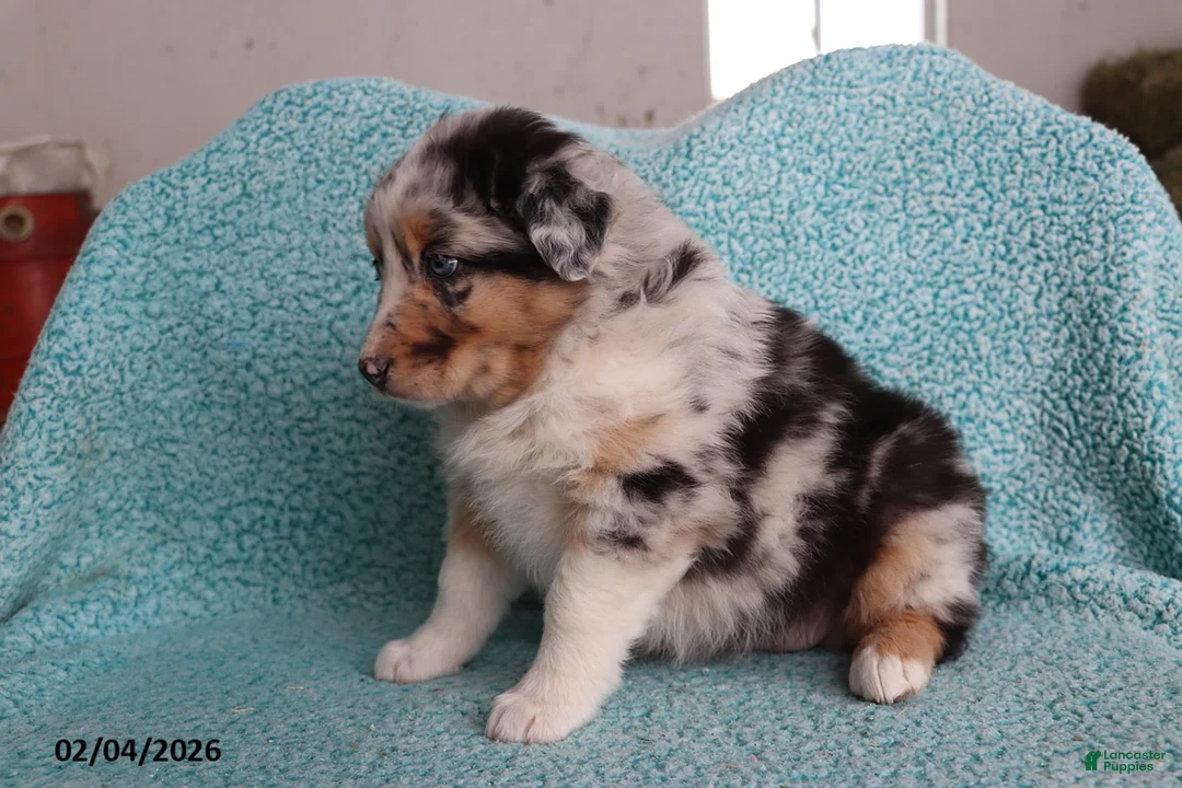 Australian Shepherd dogs for sale: Dora - Ad 5