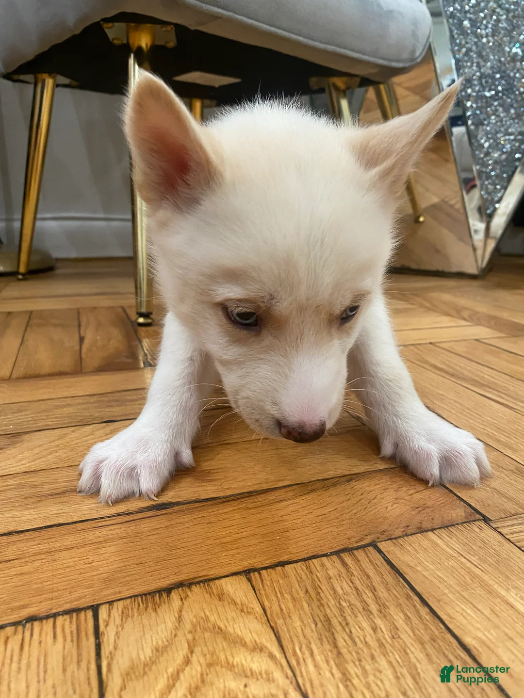 Siberian Husky dogs for sale: Jordan - Ad 3