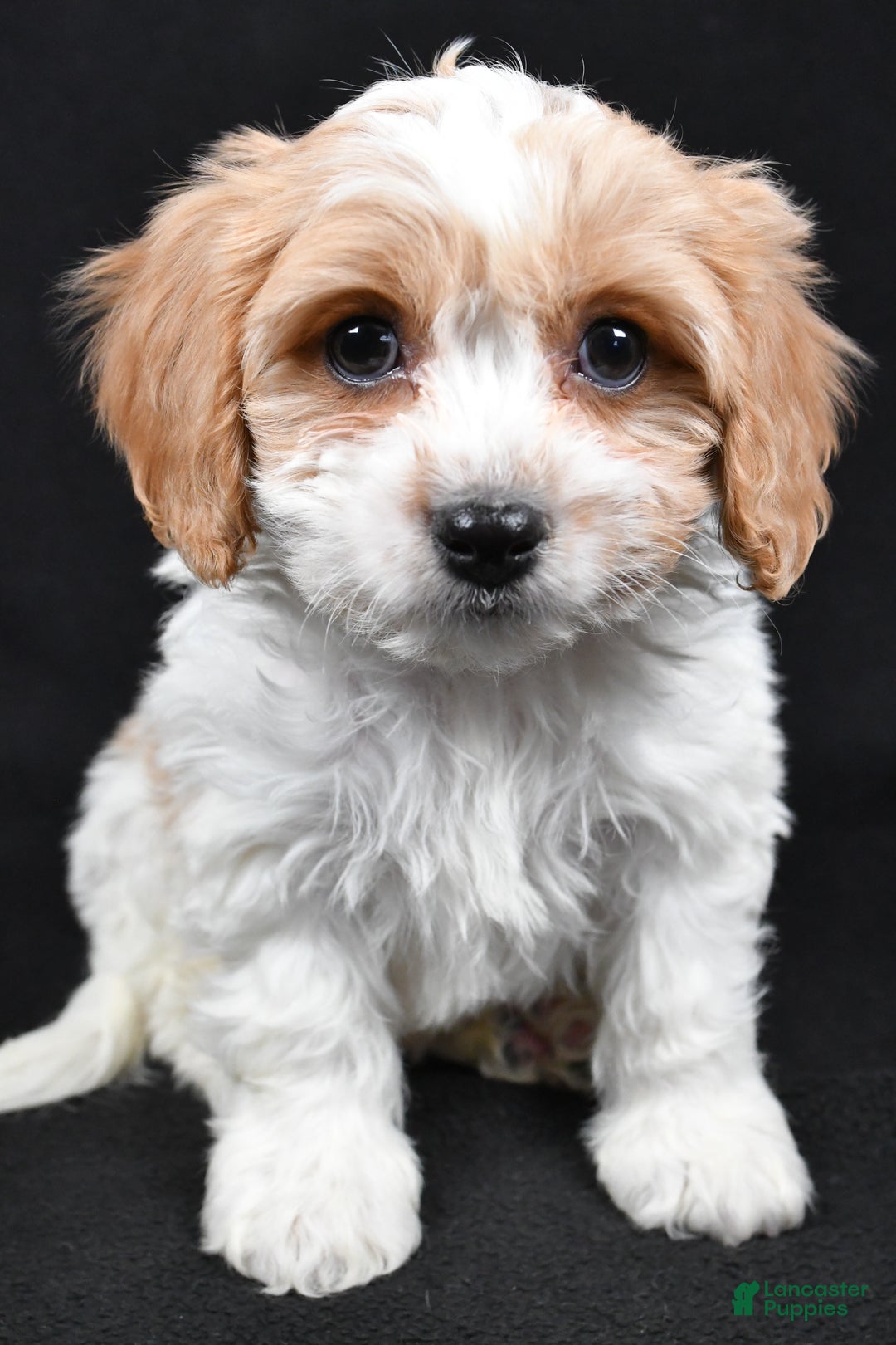Cavachon dogs for sale: Oscar - Ad 5