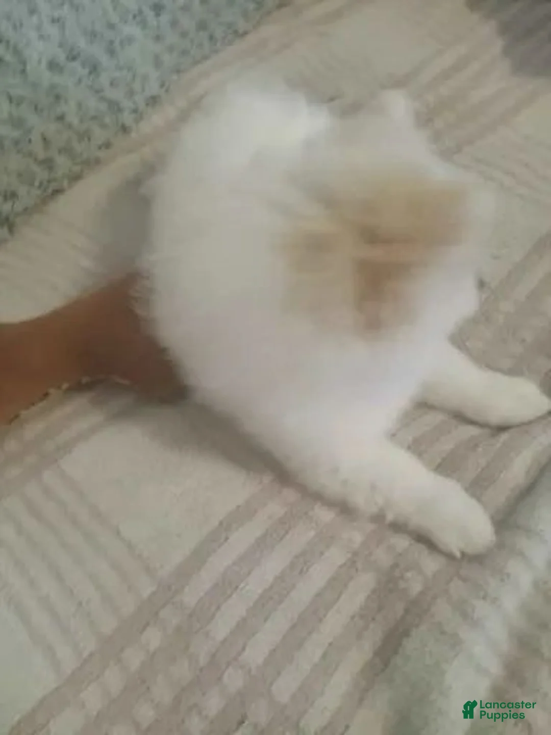 Pomeranian dogs for sale: Pomeranian 1 - Ad 2