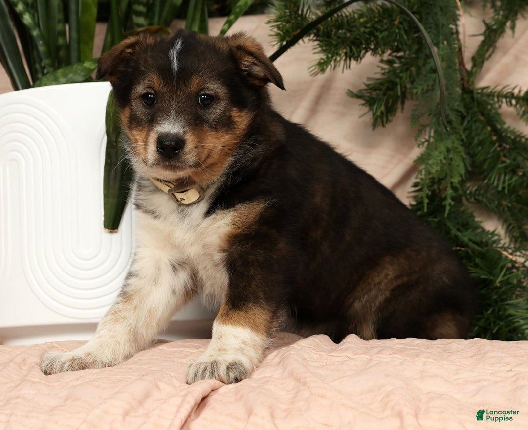 Australian Shepherd dogs for sale: Willow - Ad 3