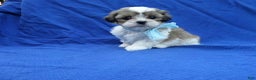 Shihpoo dogs for sale: Asher  - Ad 1
