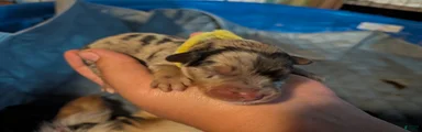 Yellow collar girl