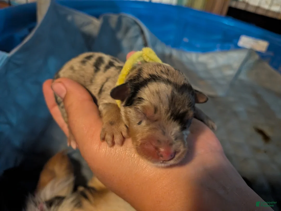 Mixed Breed dogs for sale: Yellow collar girl - Ad 1