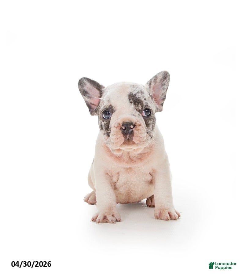 French Bulldog dogs for sale: Lily - Ad 3