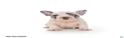 French Bulldog dogs for sale: Lily - Ad 1