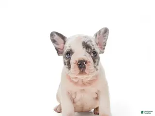 French Bulldog dogs for sale: Lily - Ad 3