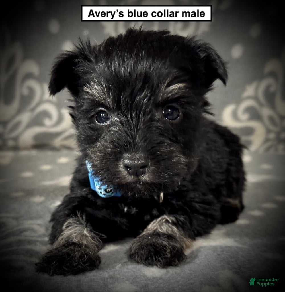 Miniature Schnauzer dogs AKC Avery's Blue Collar Male - Ad 10