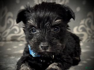Miniature Schnauzer dogs AKC Avery's Blue Collar Male - Ad 10